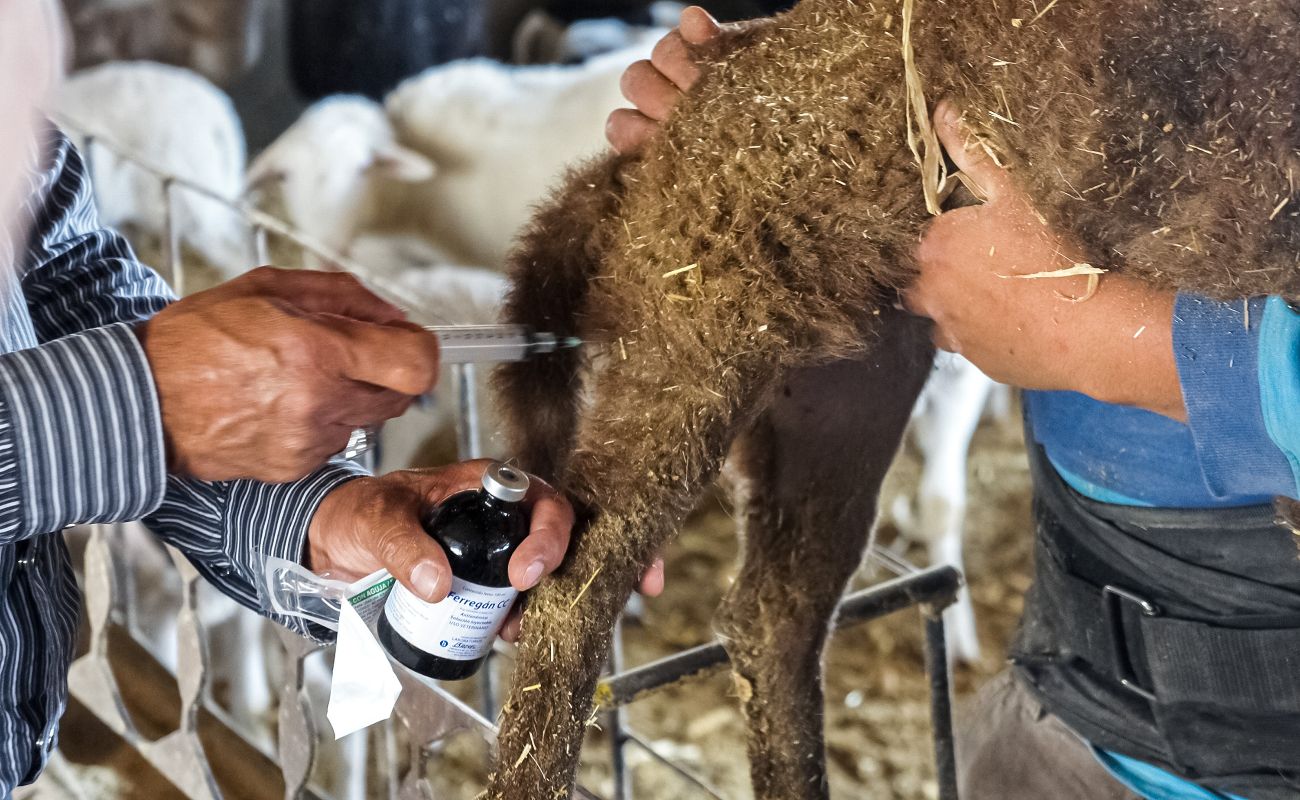 Activa Agricultura Sistema de Farmacovigilancia de productos veterinarios