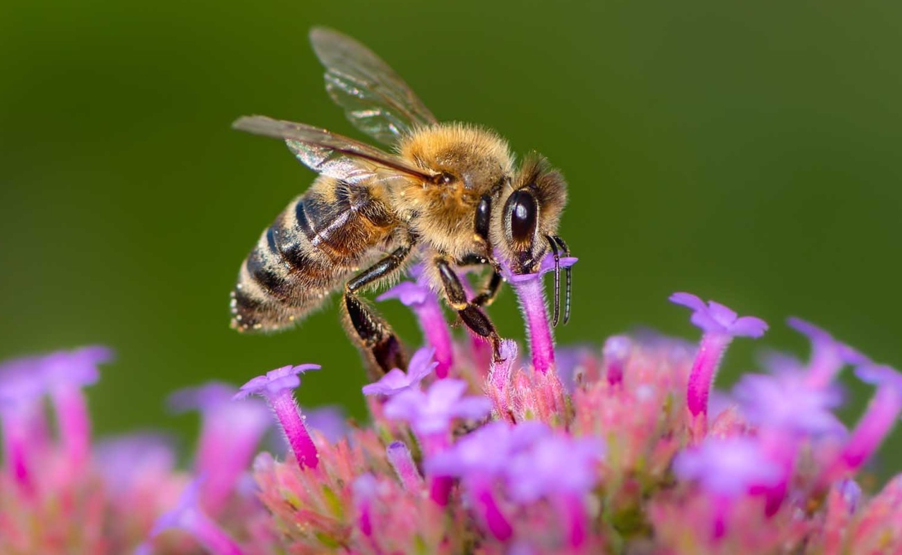 La importancia de las abejas, más allá de la miel