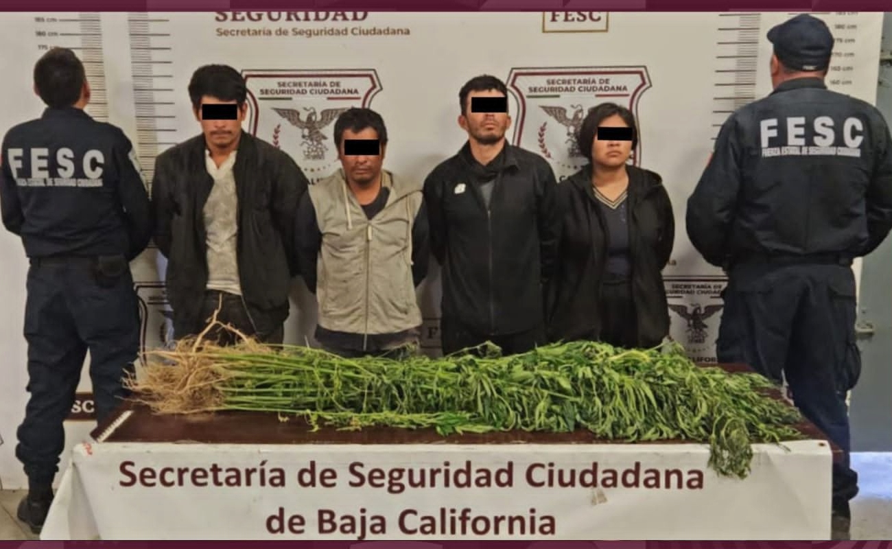 Destruyen Fuerza Estatal y FGR plantío de marihuana; hay 4 personas detenidas