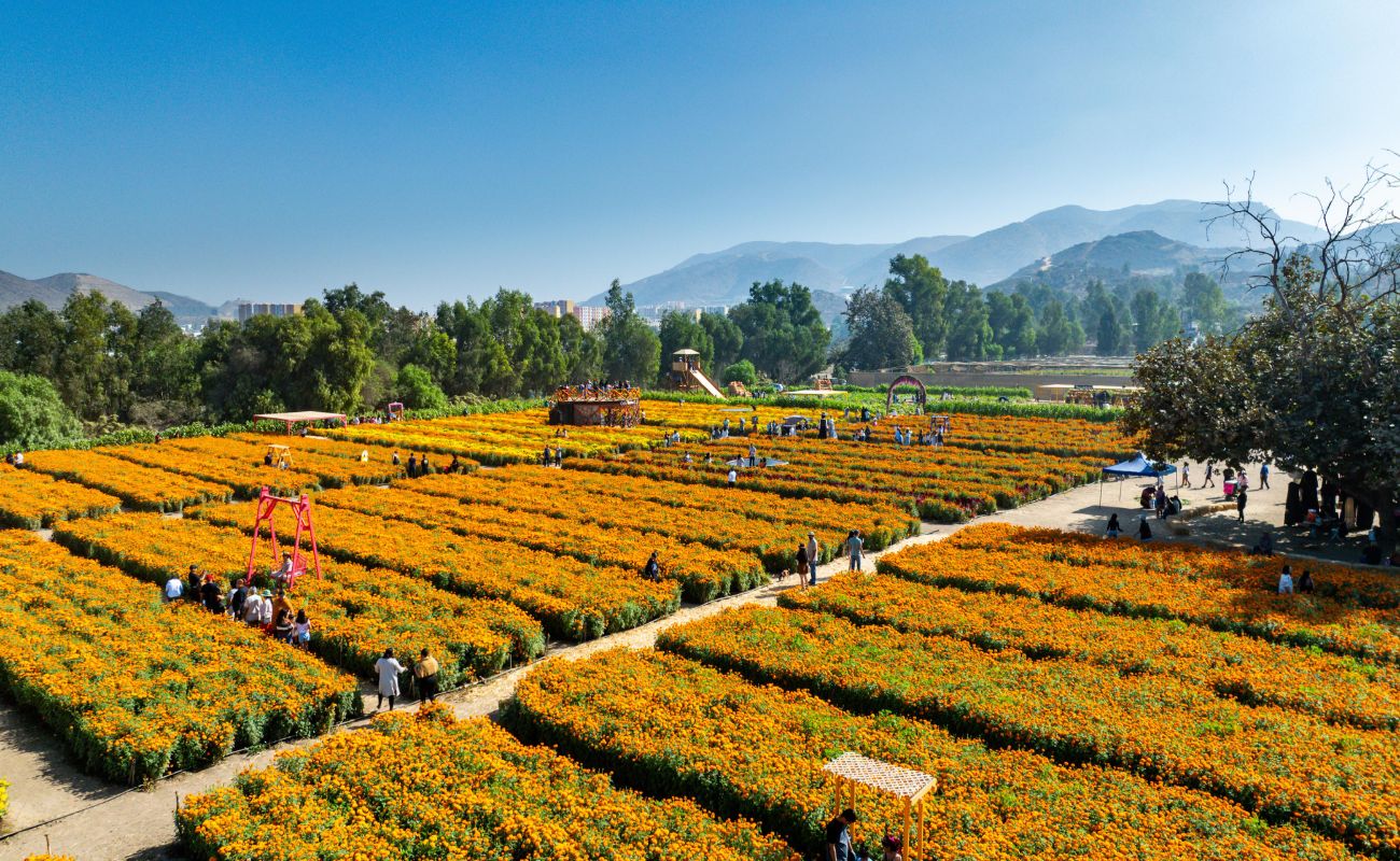 Presenta Secture la “Ruta de las Flores” de Baja California