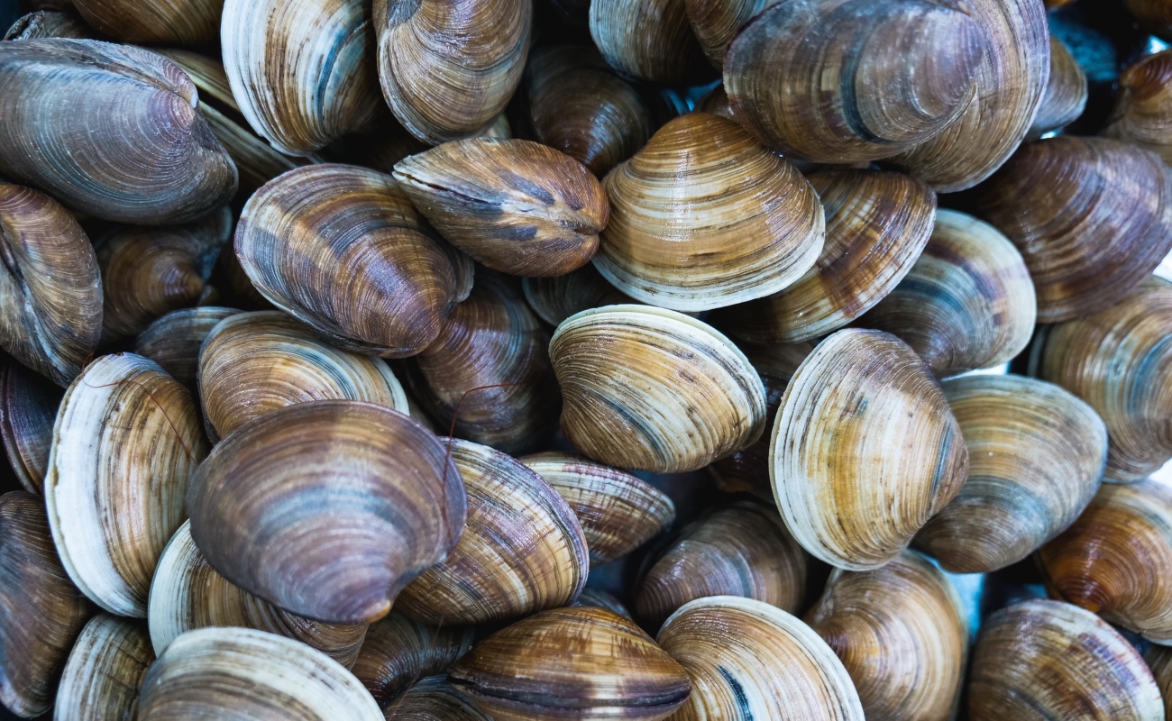 Mediará SEPESCA acuerdos para el manejo de almeja pismo y pepino de mar para su aprovechamiento sustentable