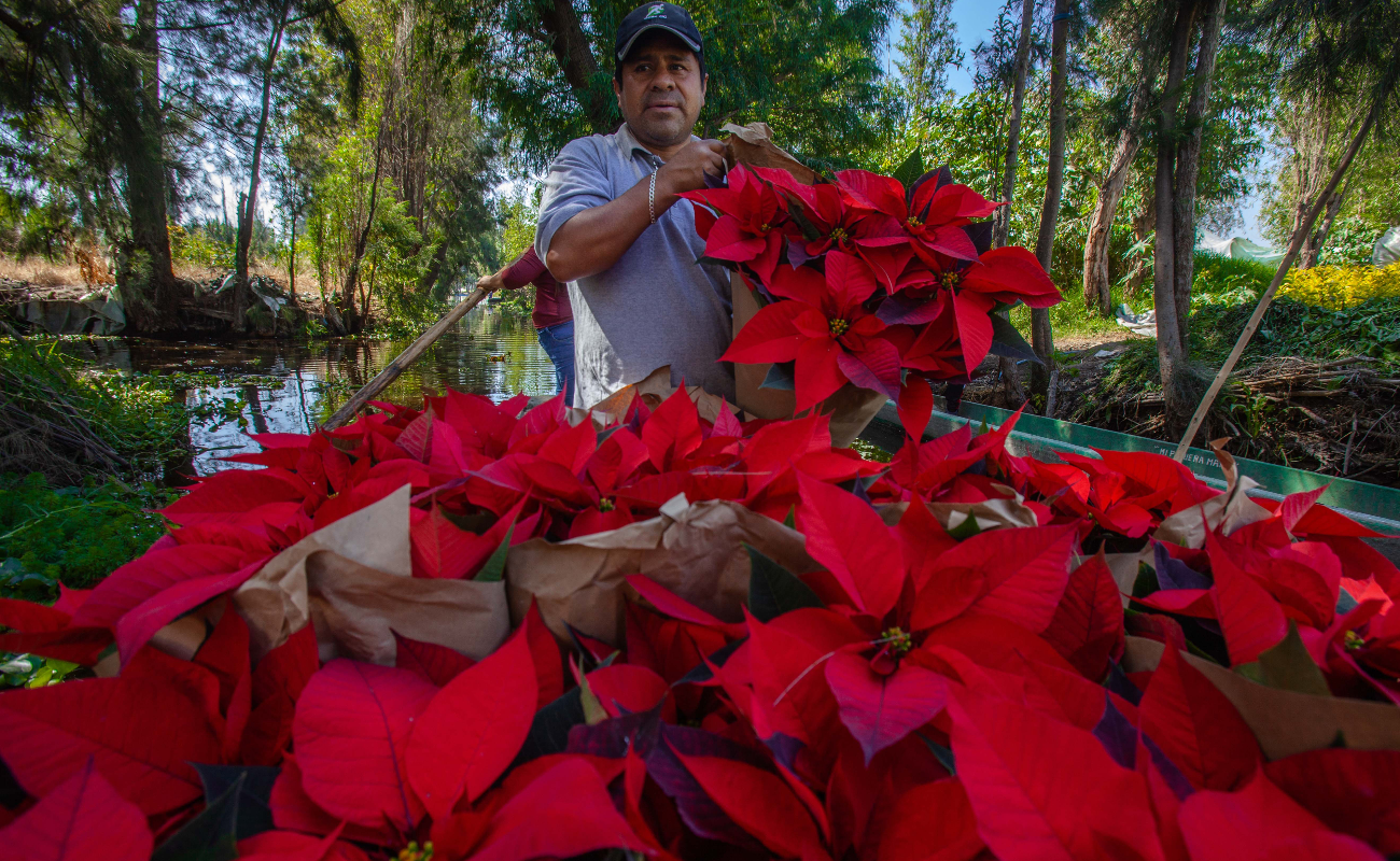 Alistan floricultores cosecha de Nochebuena para cubrir próxima demanda nacional: Agricultura