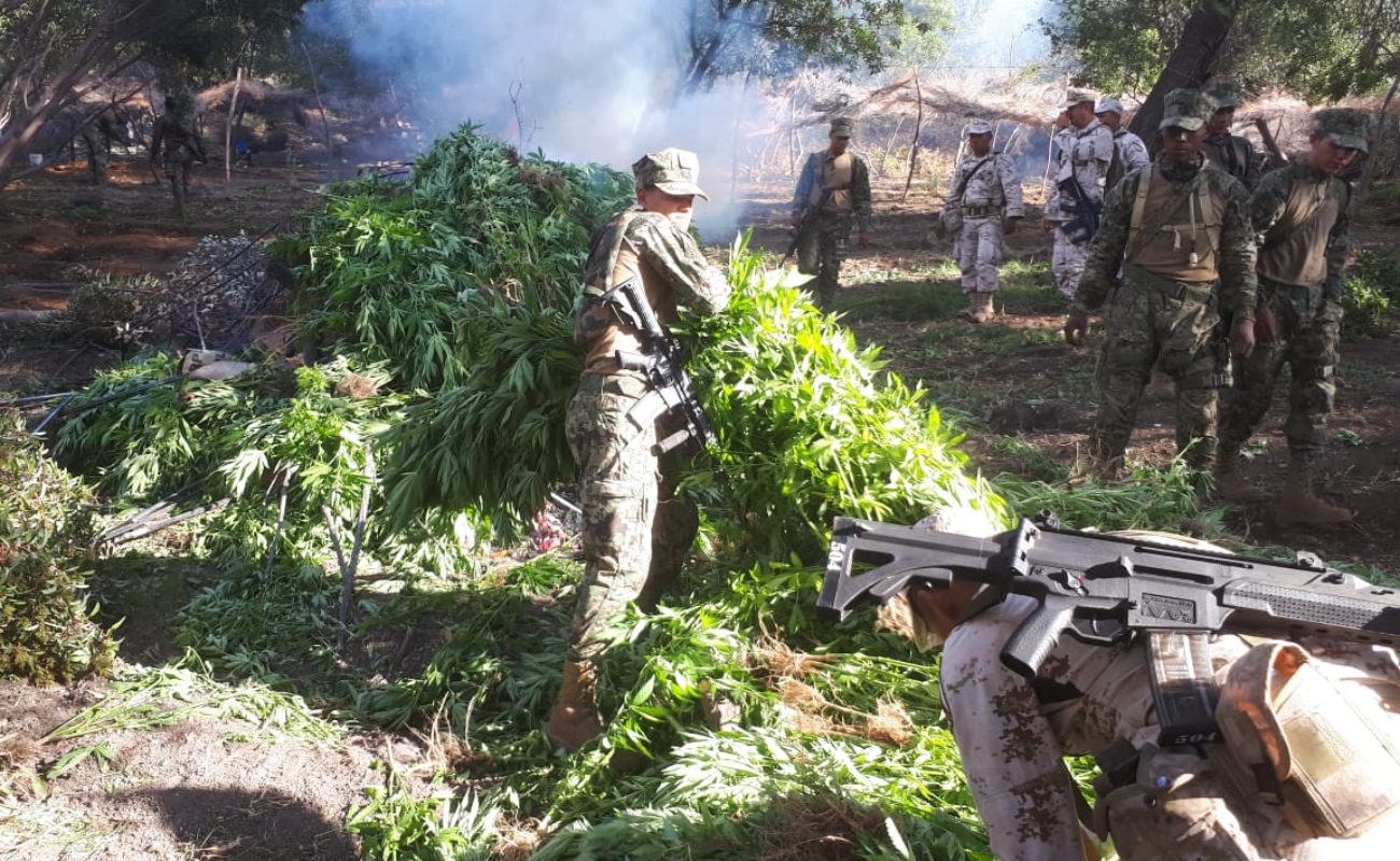 Erradican militares seis plantíos de marihuana en Valle de Guadalupe