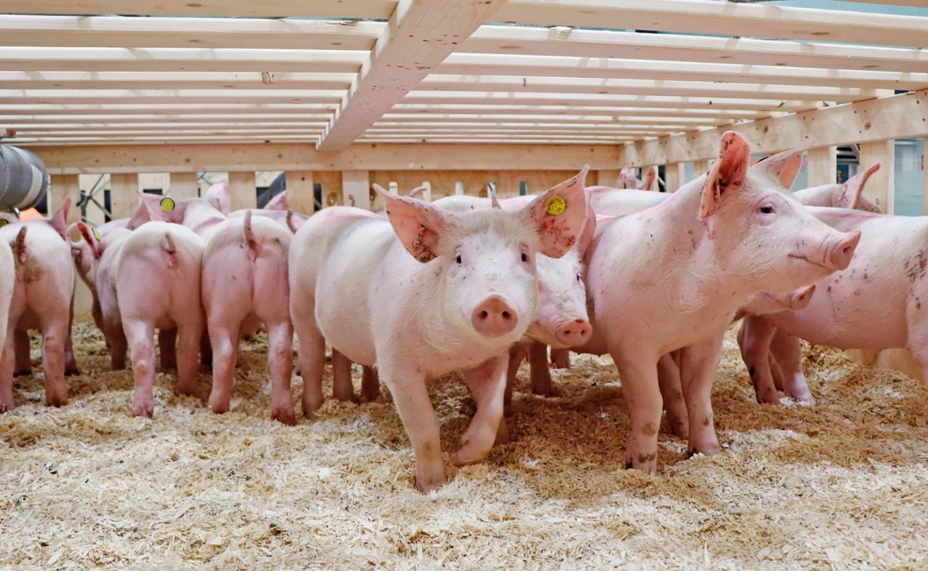 Fortalece Agricultura calidad de la porcicultura nacional