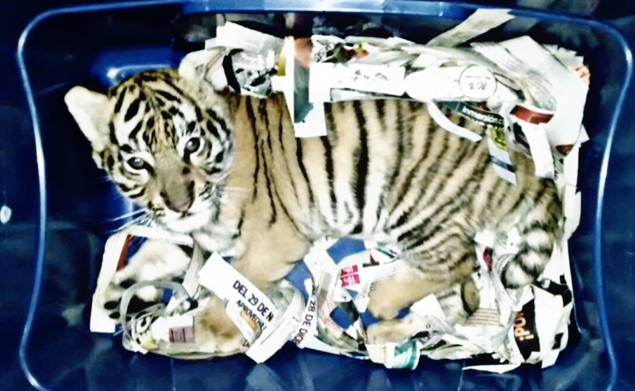 Federales descubren tigre que sería enviado por paquetería a Queretaro