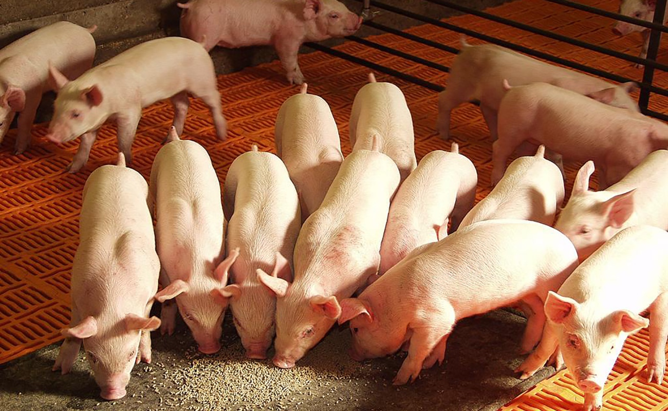 Fomenta porcicultura nacional la economía social y suma a la seguridad alimentaria: Agricultura