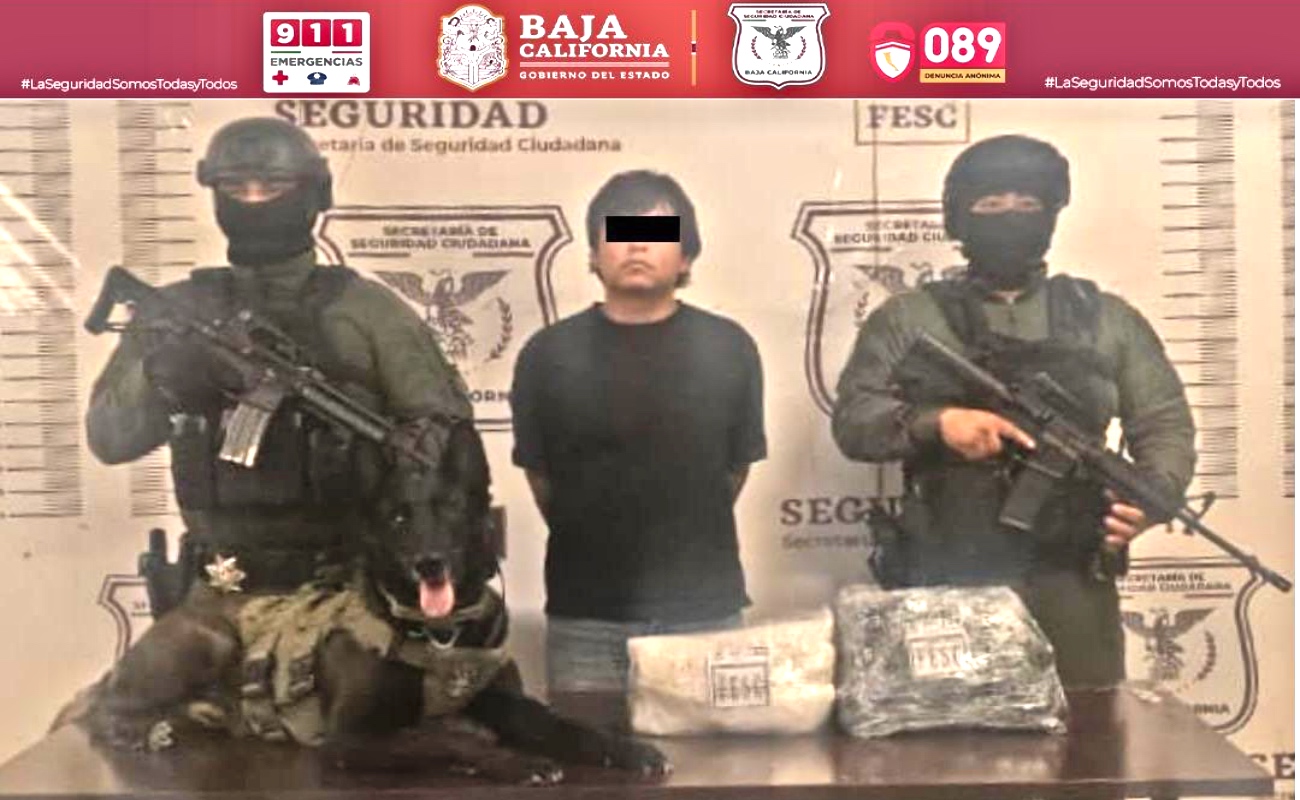 Asegura K-9 más de dos kilogramos de metanfetamina en Tijuana; hay un detenido