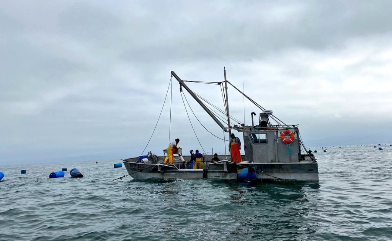 Reconocen la buena práctica de la maricultura de Baja California