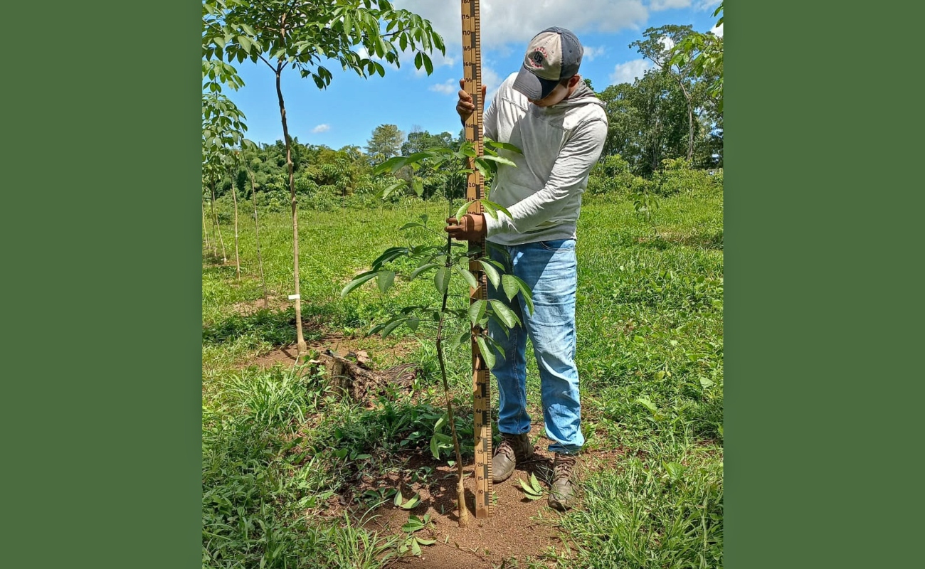 Cuenta México con potencial productivo para el cultivo de hule