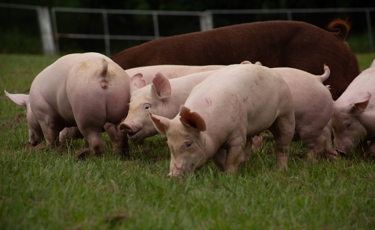 Activa México plan de “Bioseguridad Integral” ante amenaza de Peste Porcina Africana (PPA)