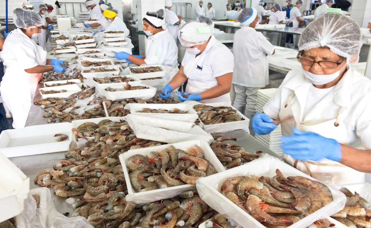 Garantizado abasto de camarón en cuaresma: productores pesqueros y acuícolas