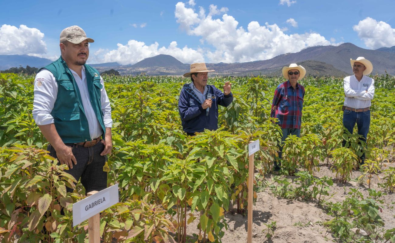 Nombra FAO a México como país de demostración del amaranto