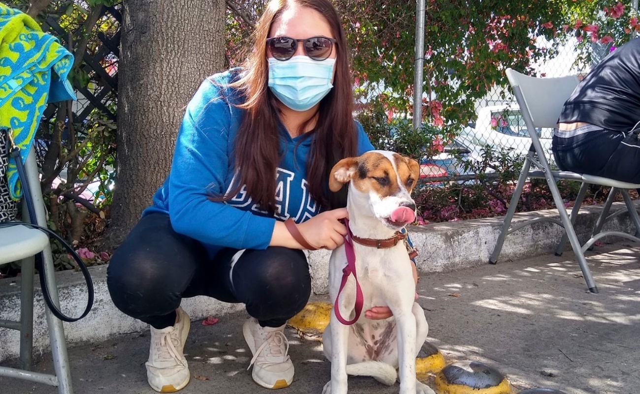 Mantienen activa campaña de esterilización canina y felina en Ensenada
