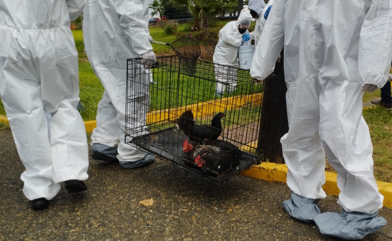 Controla Agricultura foco de influenza aviar AH5N1 en Parque Morelos de Tijuana