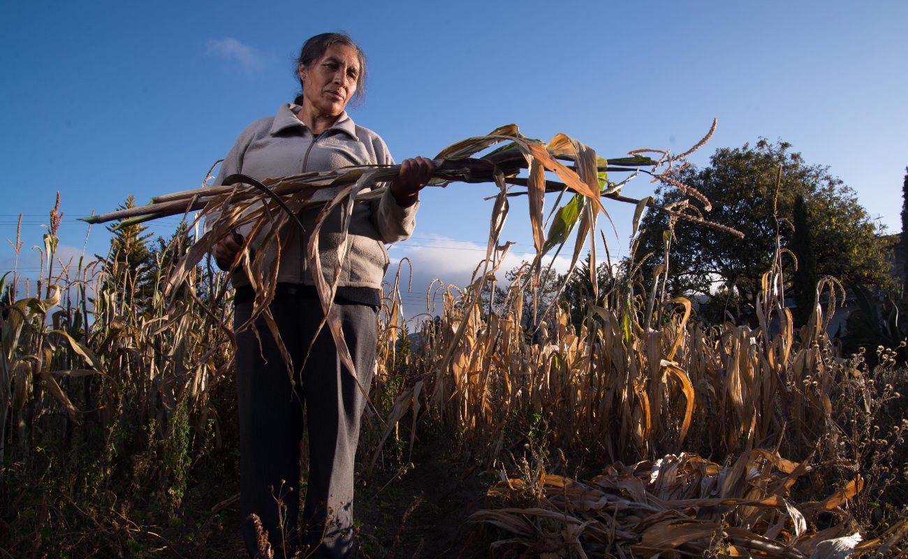 Casi un millón de mujeres trabajan en el sector primario del país: Agricultura