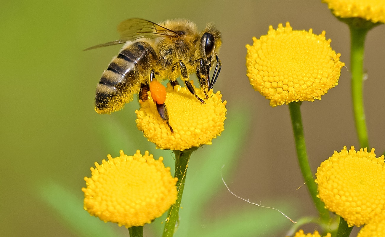 Son las abejas los animales más importantes del mundo
