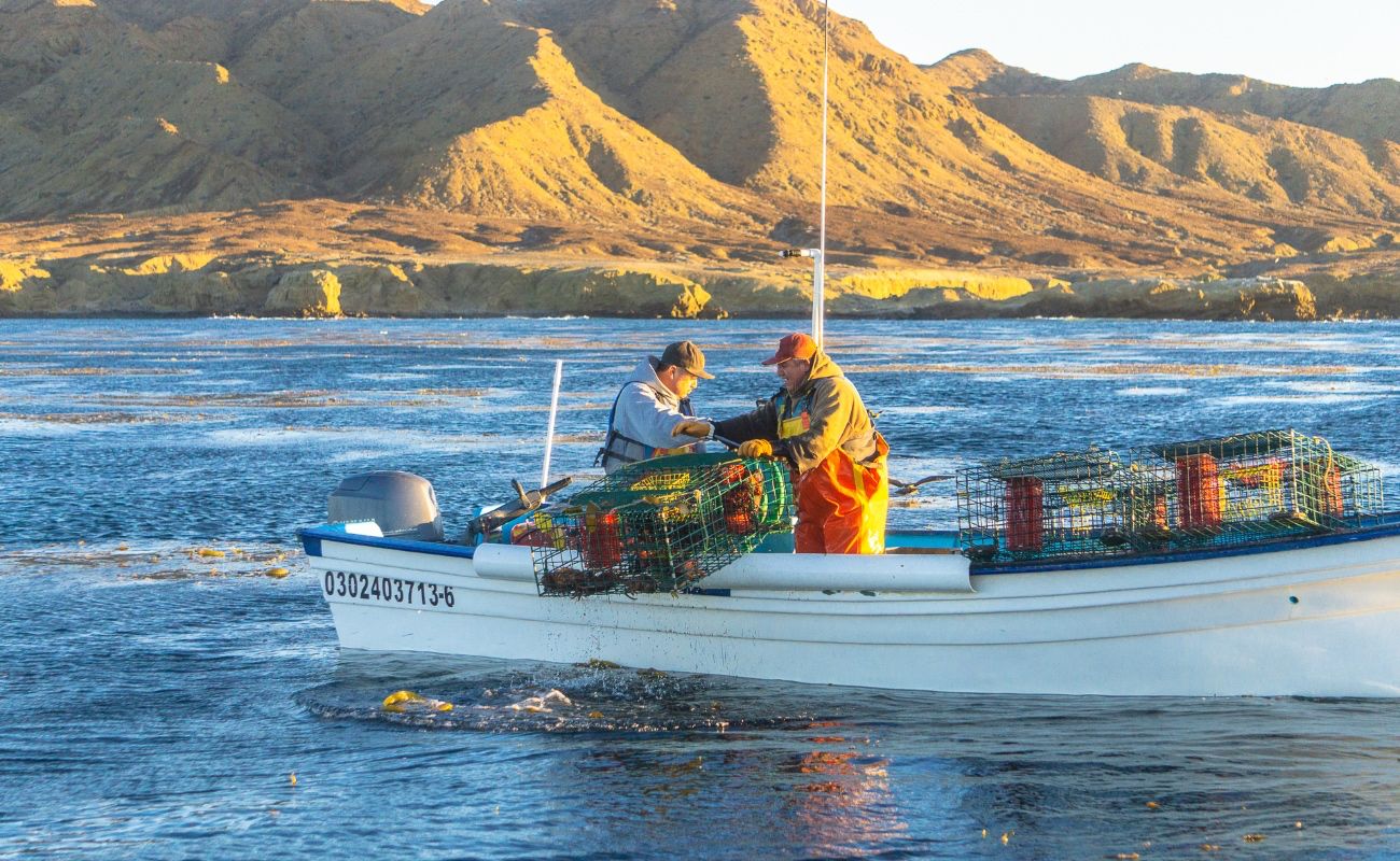 Publica Agricultura épocas y zonas de veda 2024 de langostas azul, verde y roja en el océano Pacífico