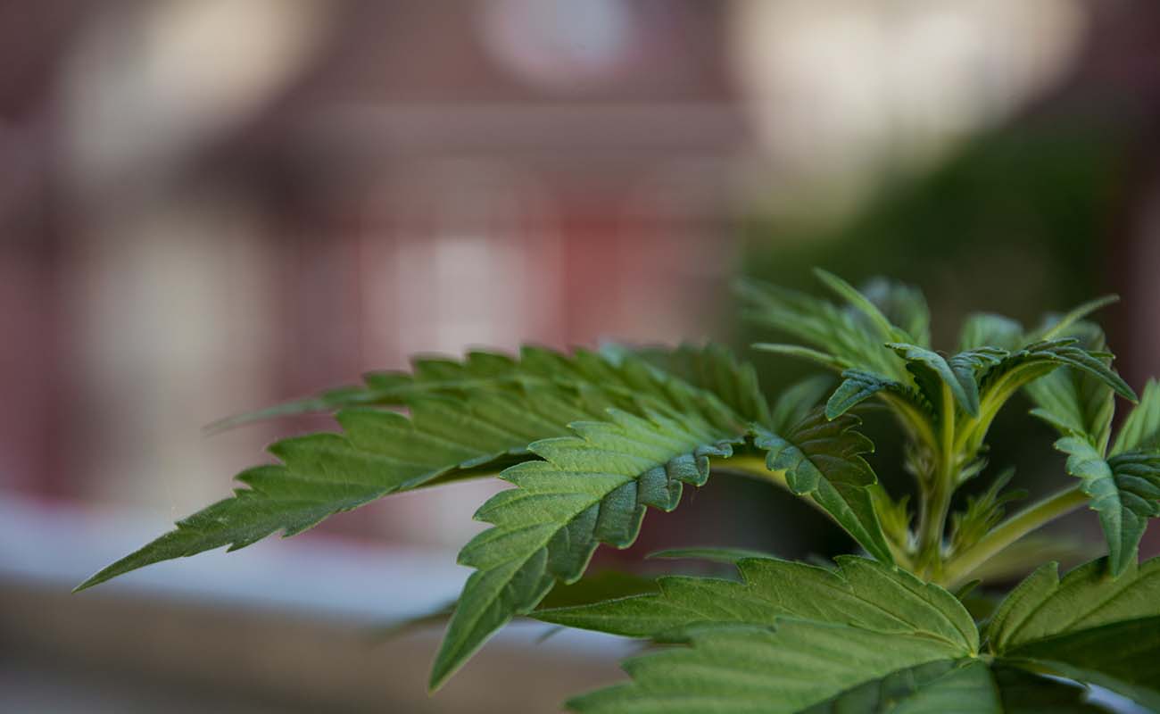 Primeros productos con cannabis estarán a la venta en México, durante 2018