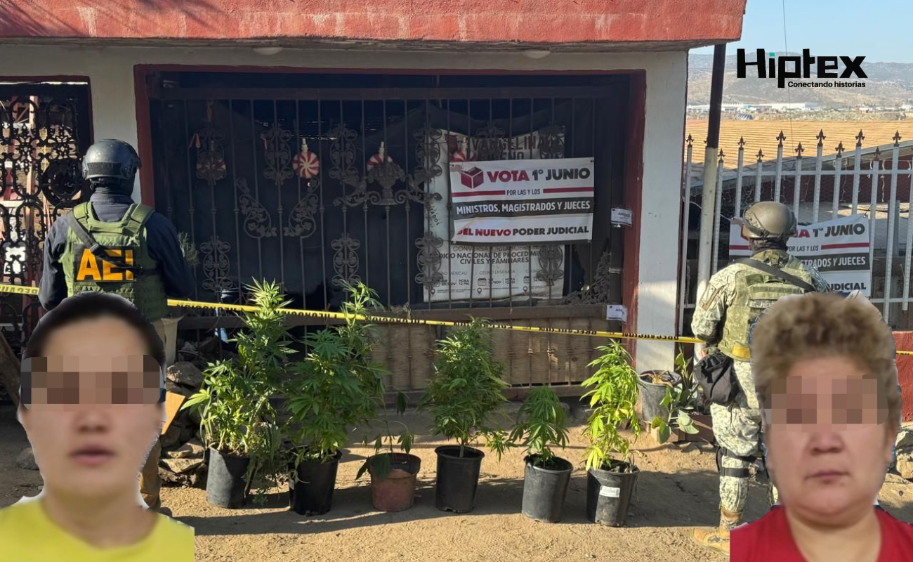 Aseguran plantas de marihuana y a dos mujeres durante cateo en Tecate