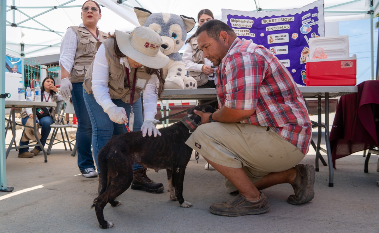 Reforzarán campaña de vacunación canina y felina en Villas del Roble y Misión del Ángel en Mexicali