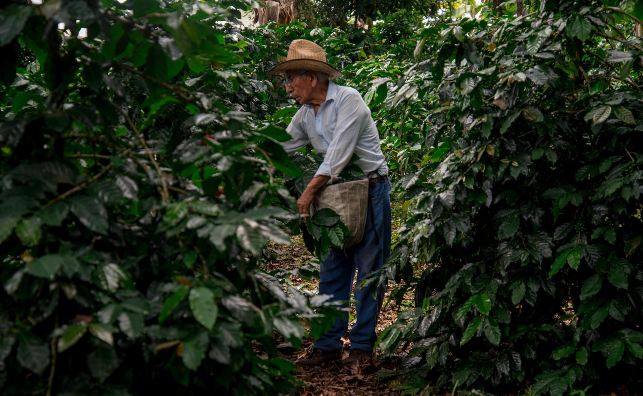 Beneficia Producción para el Bienestar a más de 40 mil productores de café en Veracruz