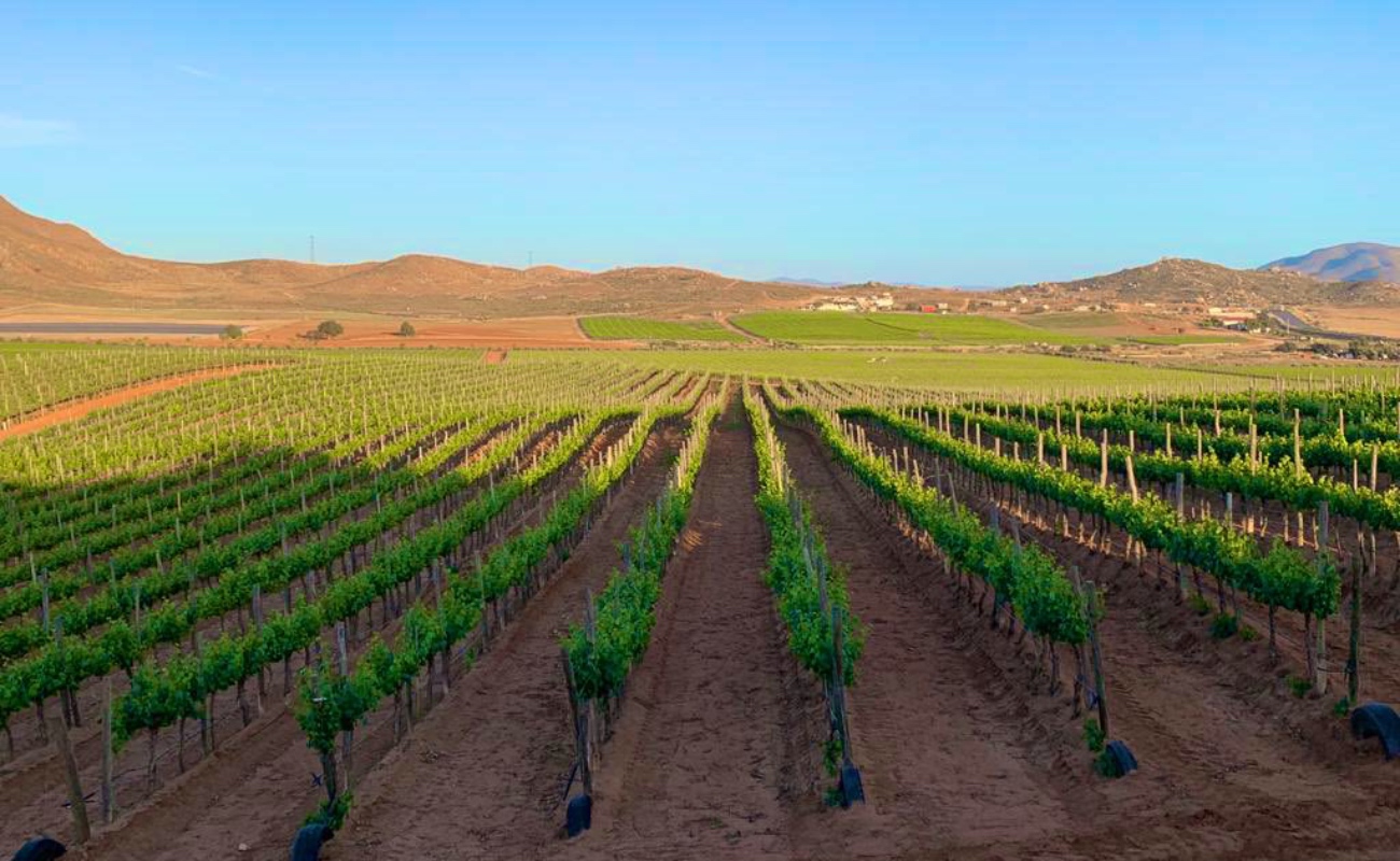 Ordenamiento ecológico fortalecerá valles vitivinícolas: Ayala Robles