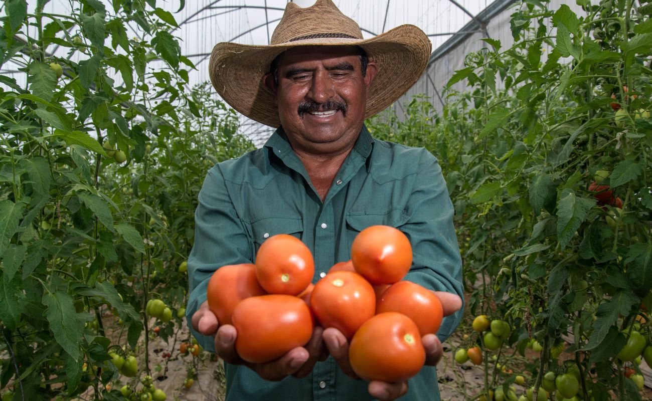 Jitomate mexicano, entre los cinco principales productos agrícolas generadores de divisas: Agricultura