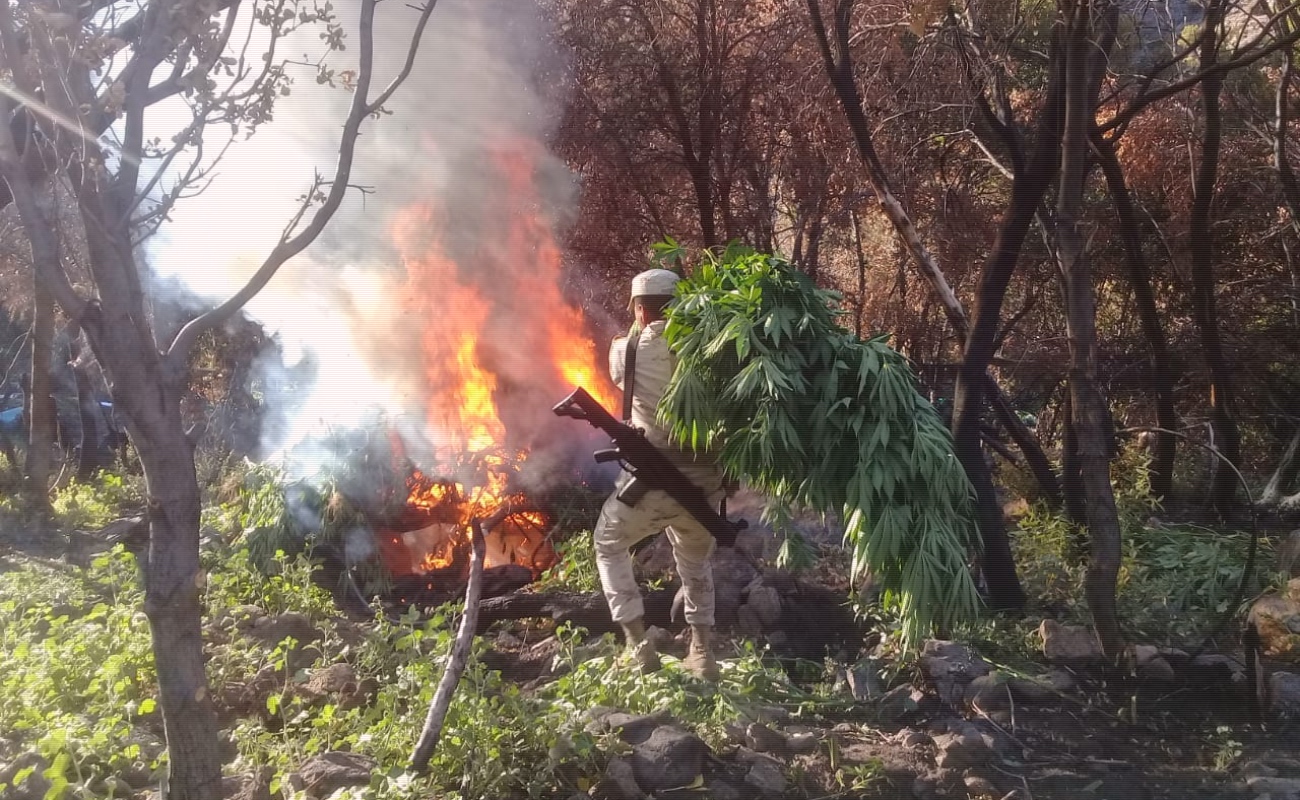 Destruyen dos plantíos de marihuana en Valle de la Trinidad