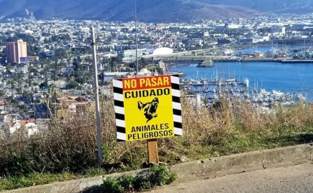 Atenderá Gobierno de Ensenada denuncias de perros ferales