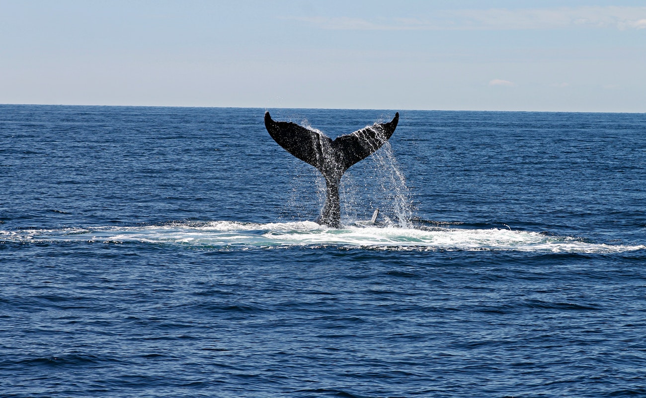 Da a conocer Semarnat fechas para observación de ballenas en BC