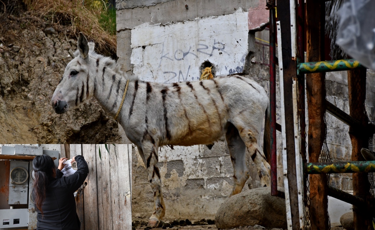Rescatan a cinco “burro-cebras” que sufrían maltrato en la colonia Altamira