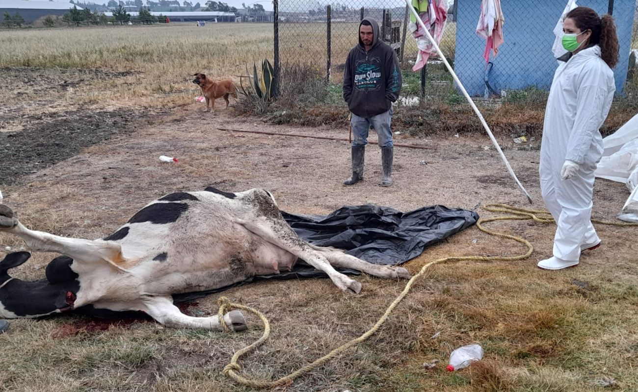Investiga Agricultura causas de muerte de bovinos en Hidalgo