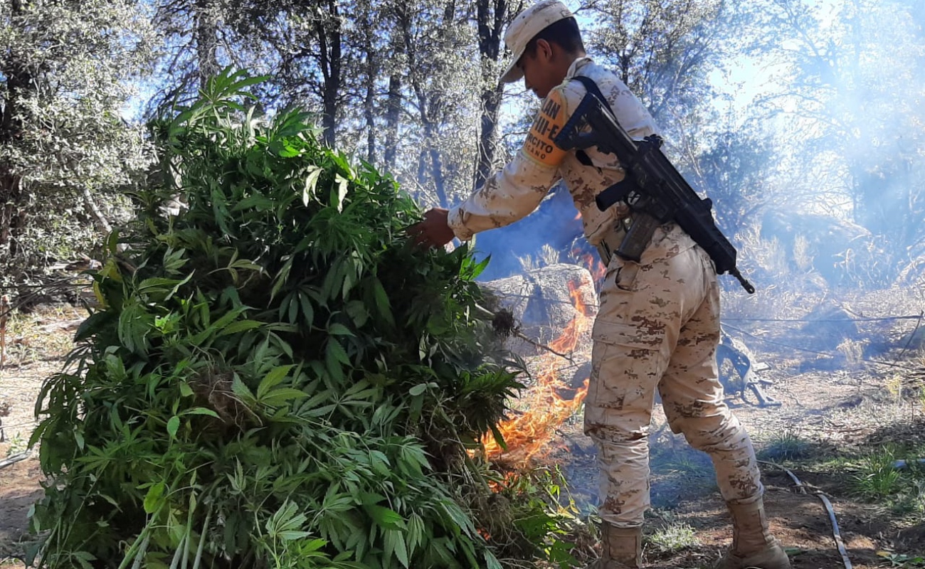 Erradican 19 mil 500 plantas de marihuana en Sierra de Juárez