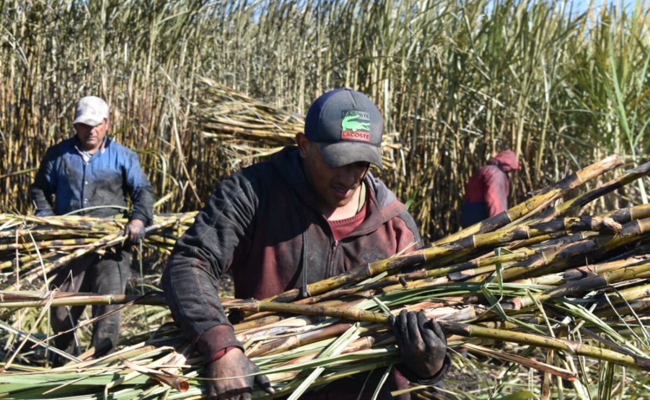 Adopta agroindustria de la caña de azúcar mejores prácticas laborales y seguridad social: Agricultura