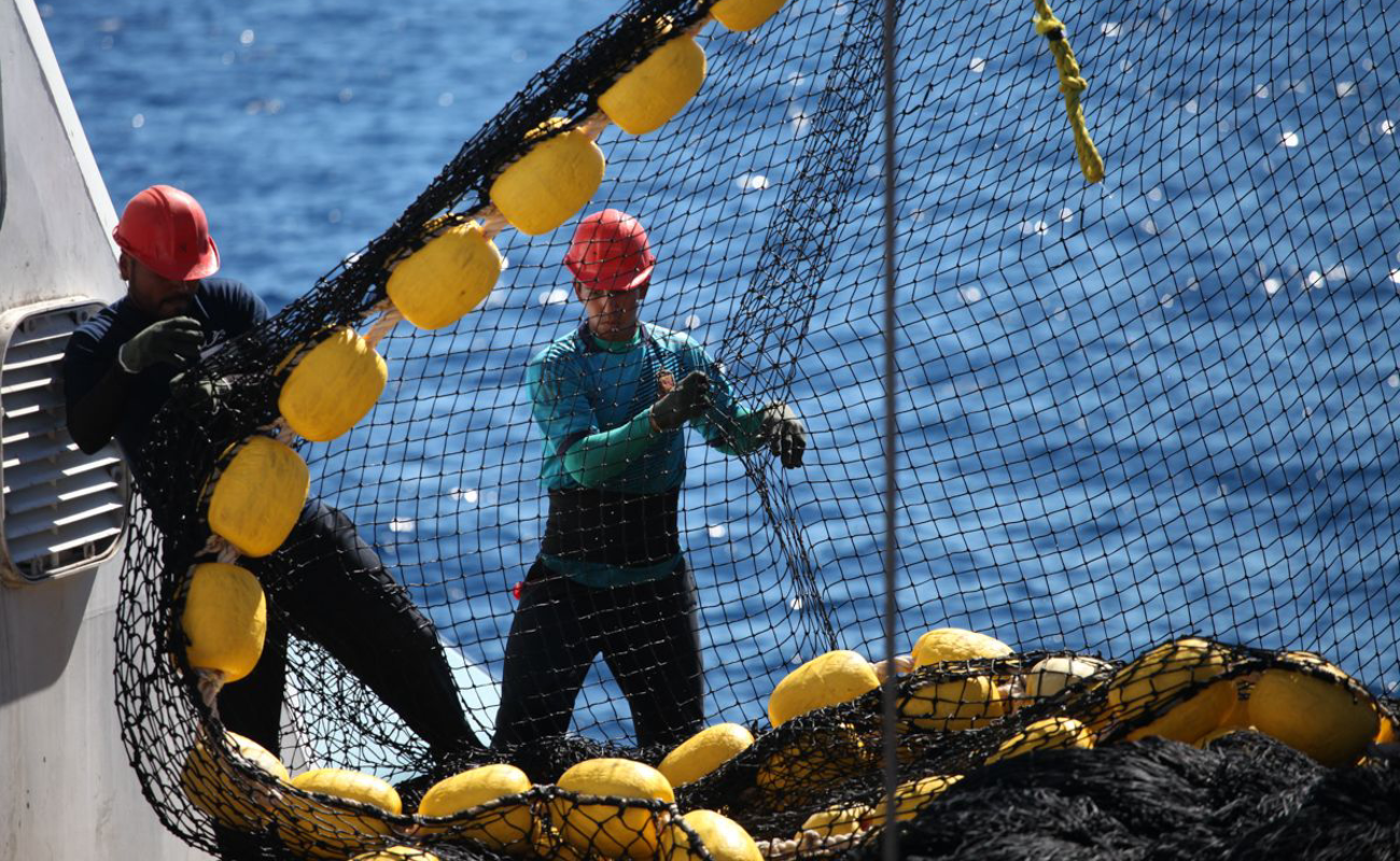 Anuncian levantamiento de veda de atún en el Golfo de California