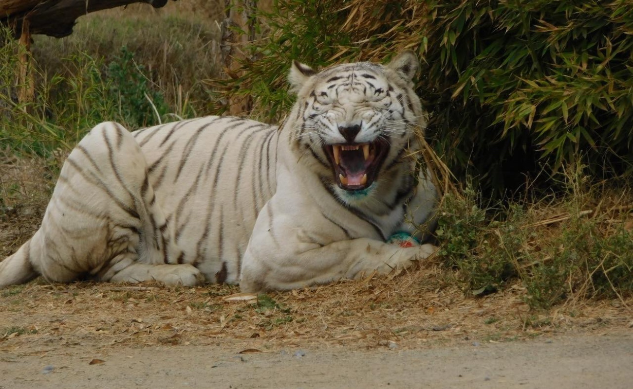 Mata tigre a trabajadora de zoológico en Chile
