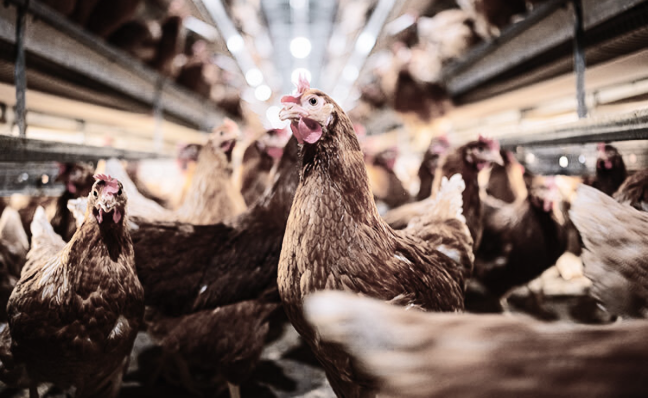 Se triplican en Estados Unidos brotes de gripe aviar en ganado, alerta OMS