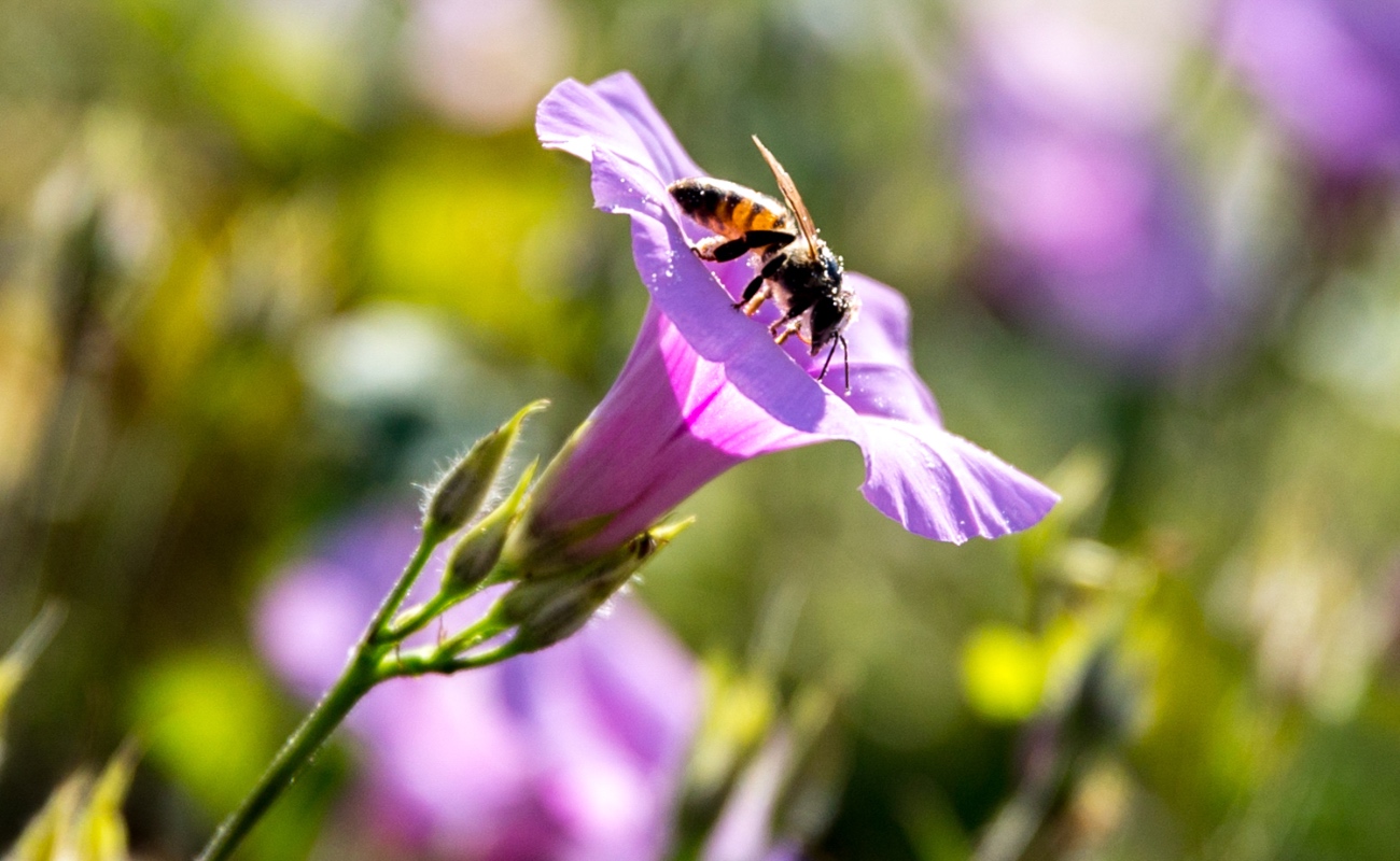Buscan mejorar las condiciones de la abeja en BC