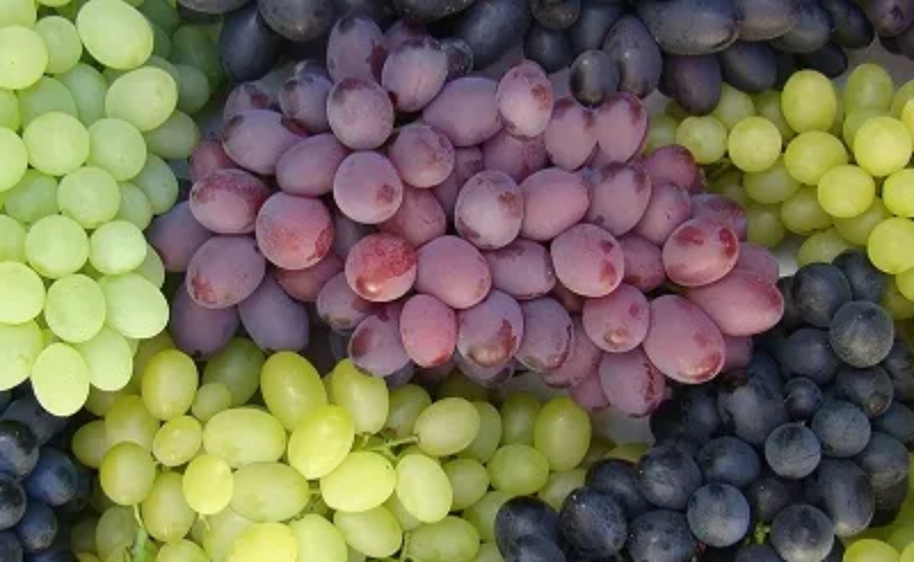 Registra producción de uva de mesa avance positivo: Agricultura