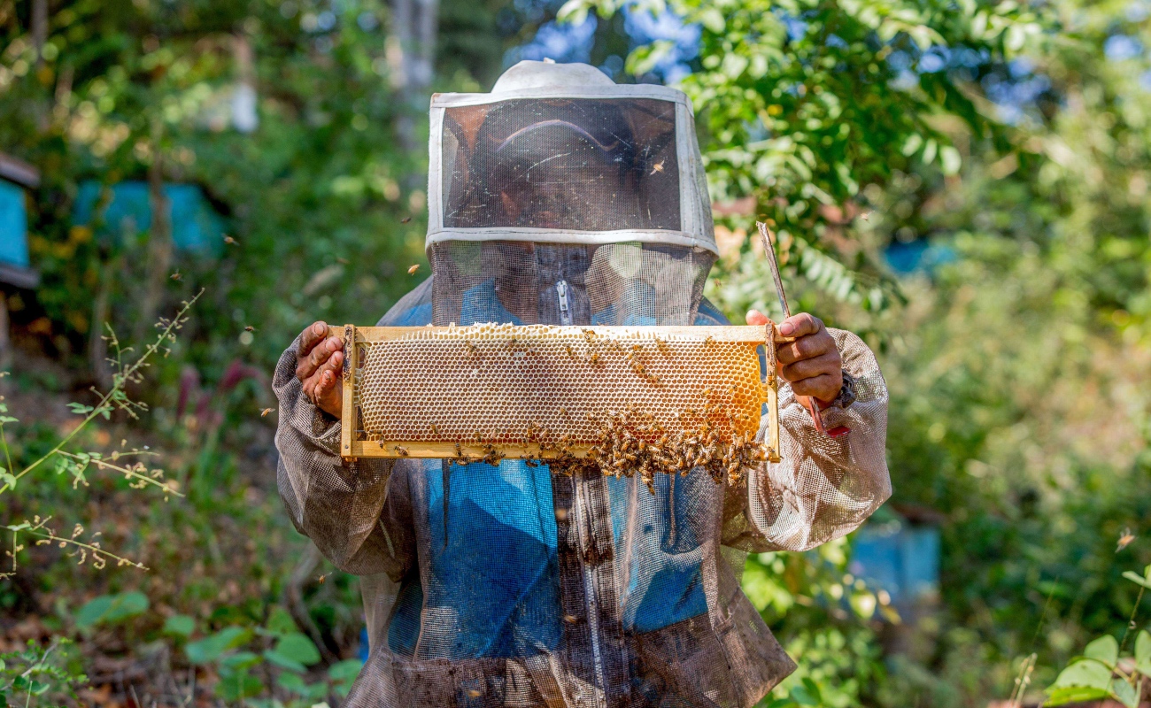 Capacita Agricultura a pueblos originarios en la crianza sustentable de abejas nativas