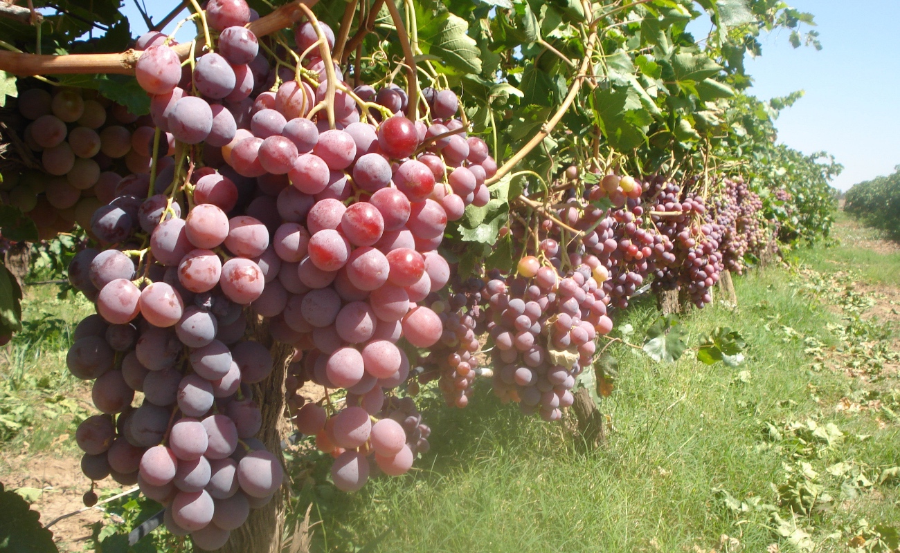 Capacitan en control biológico de plagas en la vid a técnicos y productores de vino