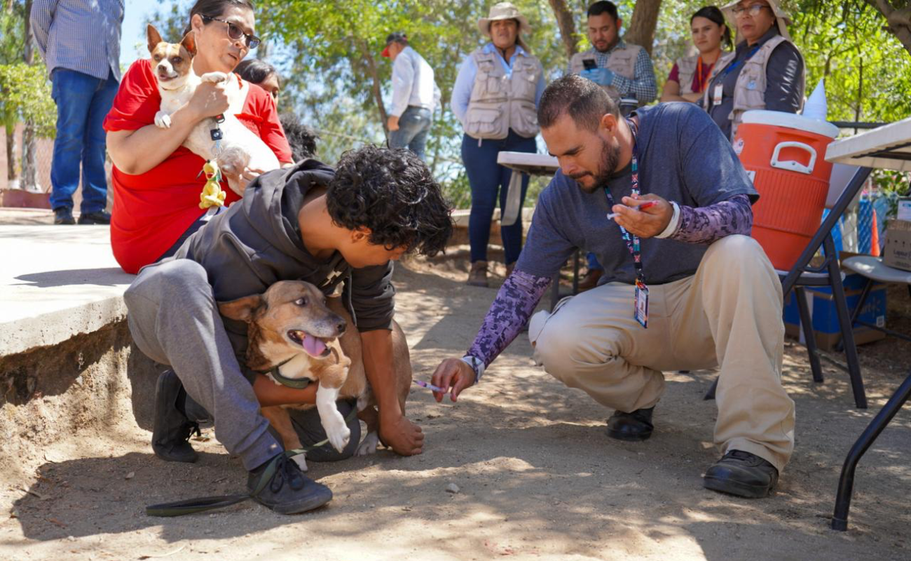 Se unen veterinarias para vacunación antirrábica en Tijuana