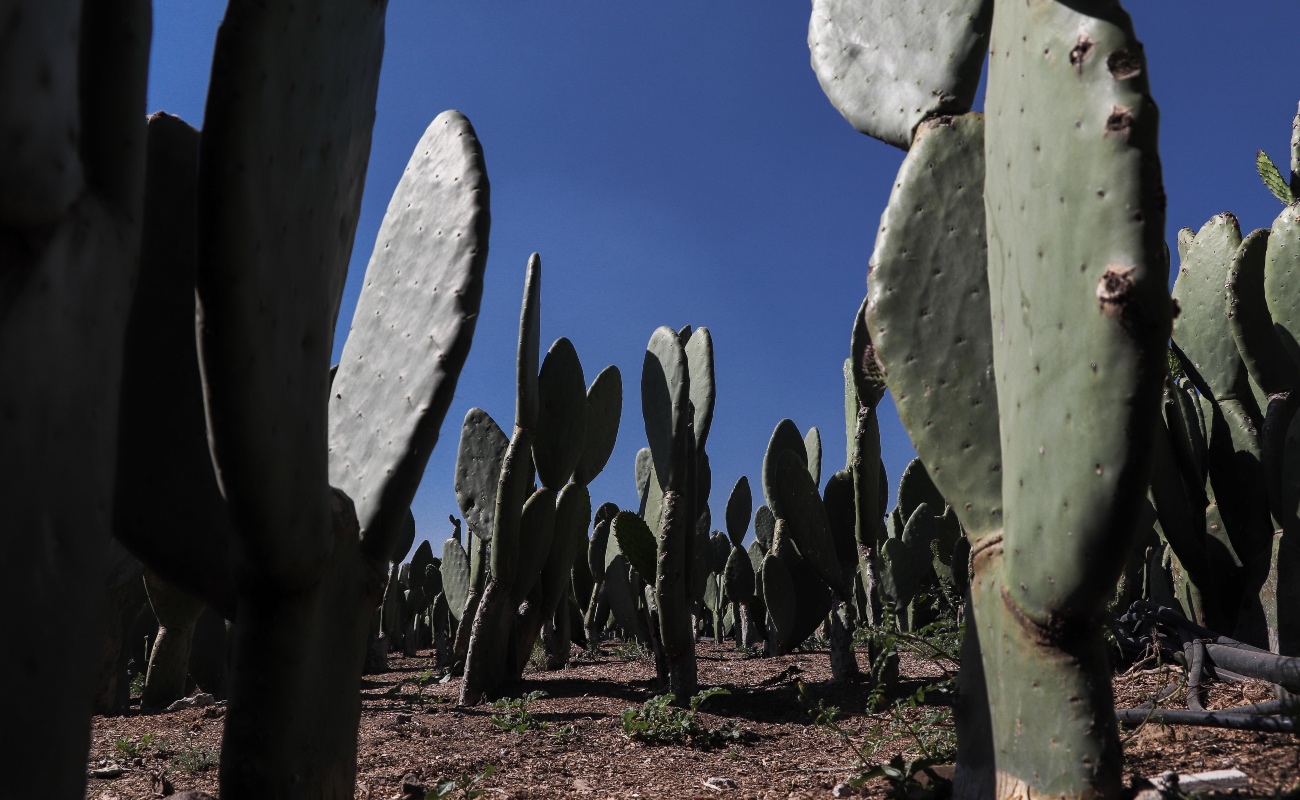 Avanza México en acciones para enfrentar efectos de la sequía en el medio rural