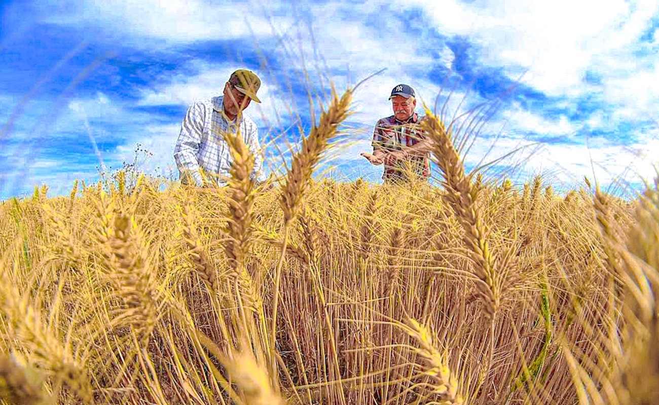 Continúa Segalmex con el pago de incentivos de precios de garantía a productores de trigo