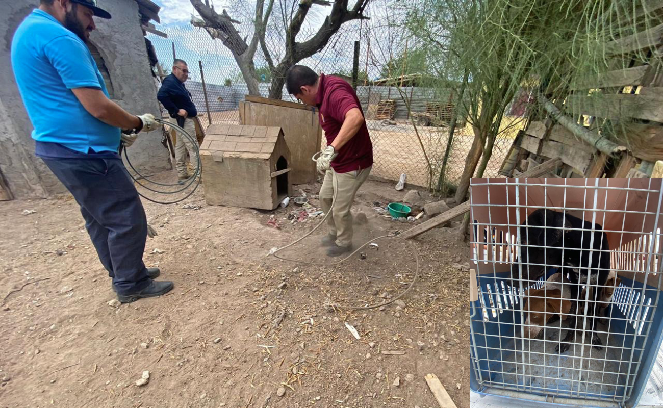 Rescatan a tres perros víctimas de crueldad y maltrato