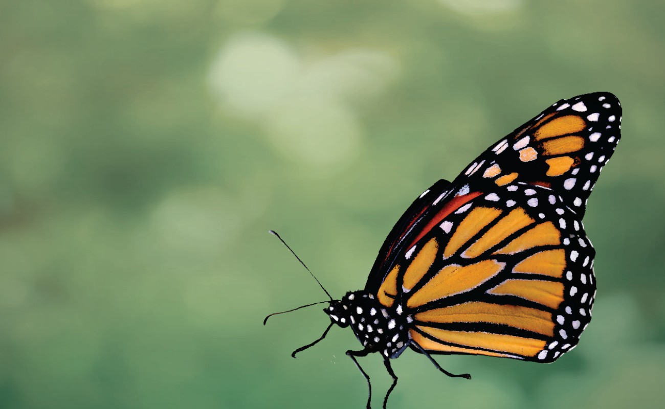 Reserva de la mariposa monarca, en constante vigilancia e inspección