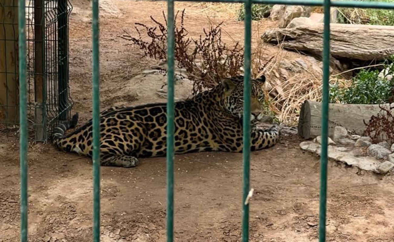 Albergará Bosque de la Ciudad en Mexicali, leones y jaguares rescatados