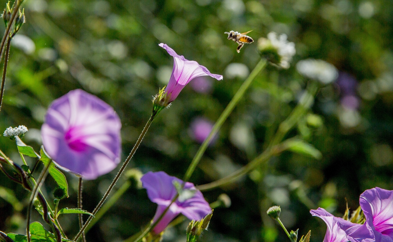 Asume México presidencia de Promote Pollinators