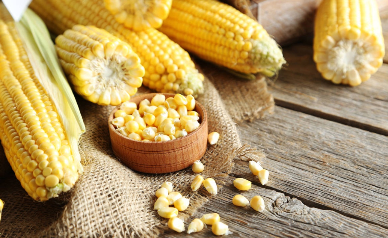 Crecerá en más de dos millones de toneladas la producción nacional de maíz grano en 2023