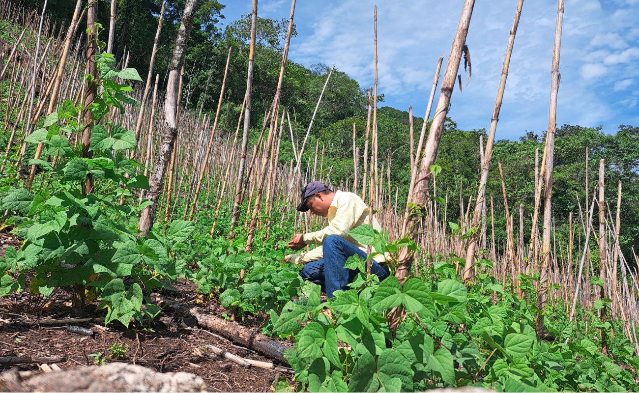 Convoca Agricultura a presentar candidatos para el Premio Nacional de Sanidad Vegetal 2024